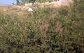 Glycyrrhiza glabra var. glandulifera - معرفی و خواص گیاهان دارویی
